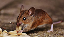 Find Exterminators in Pembina County